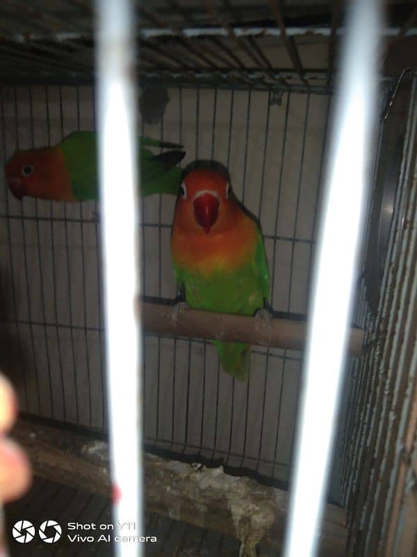 I am selling my love birds with eggs WhatsApp 03411/320/786 6