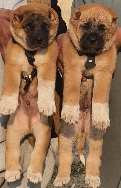 Turkish kangal pair male female age 2 month havey bone for sale 0