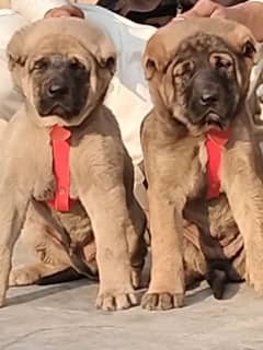 Turkish kangal pair male female age 2 month havey bone for sale