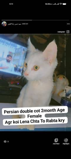 persian 2month old Female Cat Baby