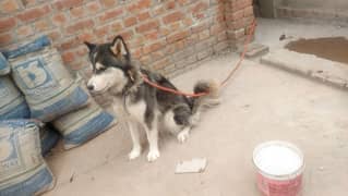 Siberian Husky Pair