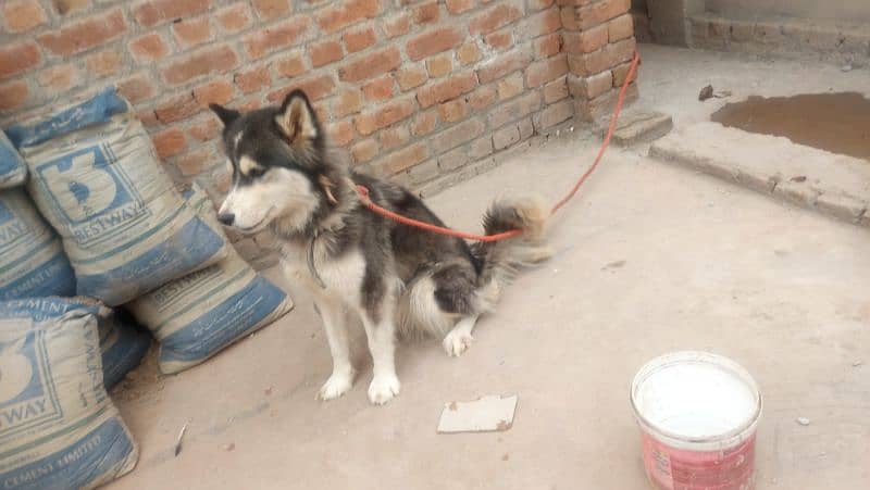 Siberian Husky Pair 0