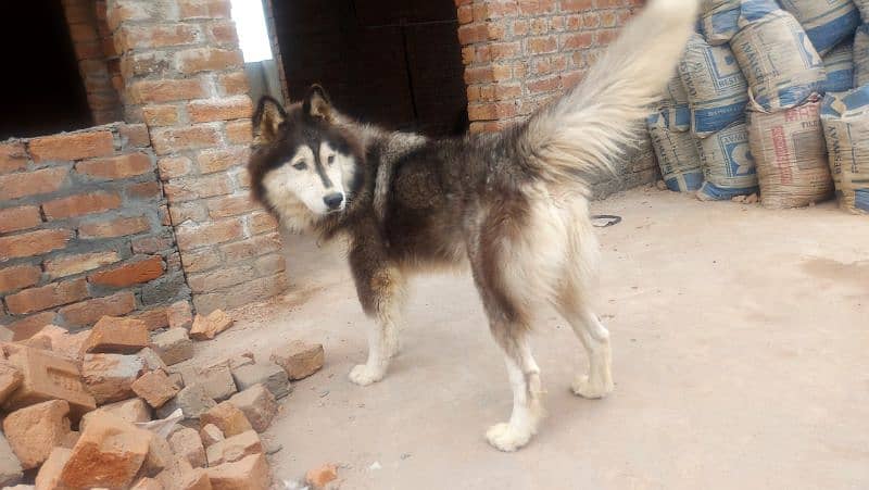 Siberian Husky Pair 1