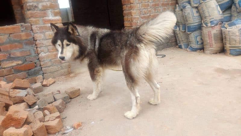 Siberian Husky Pair 2