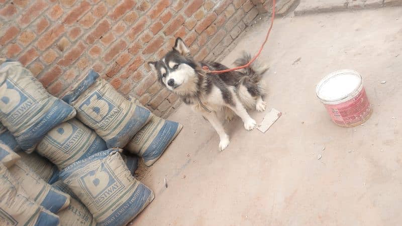 Siberian Husky Pair 3