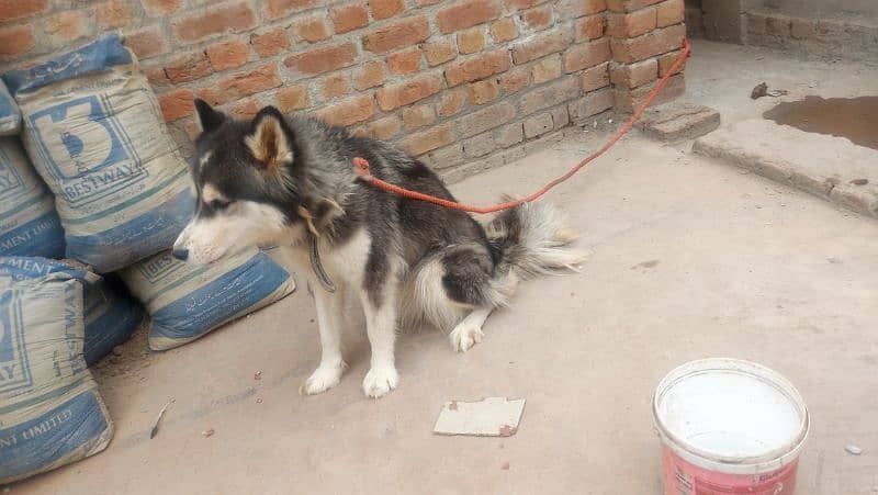 Siberian Husky Pair 5