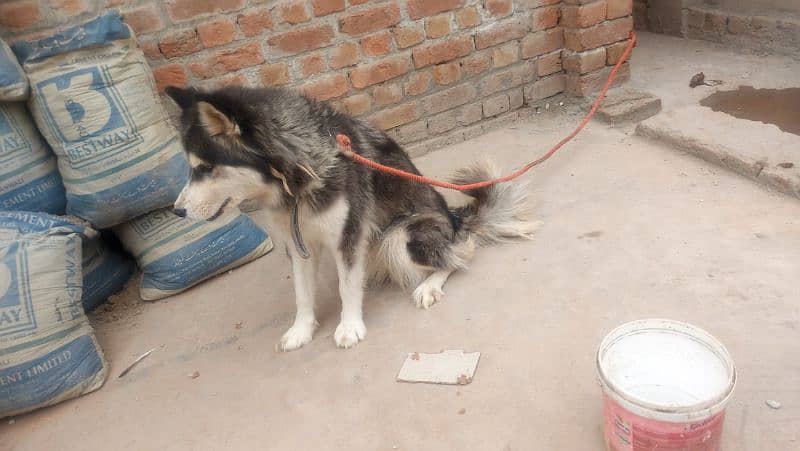 Siberian Husky Pair 6