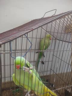 Talketive parrots pairs