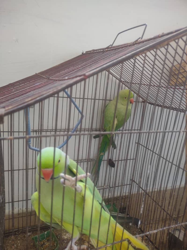 Talketive parrots pairs 0