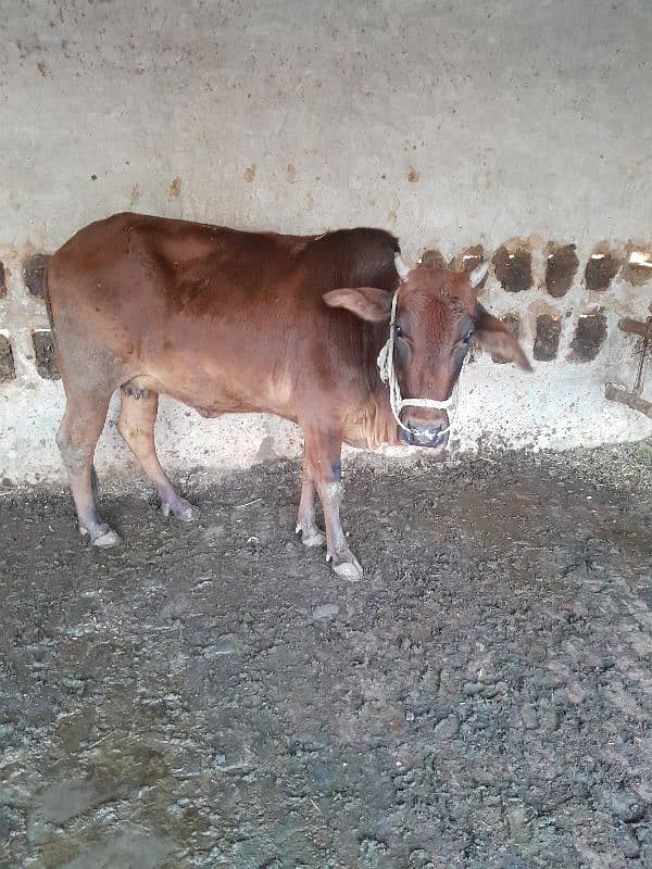 female with female baby one month gaban 1