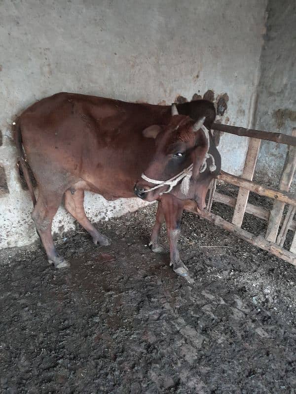 female with female baby one month gaban 2