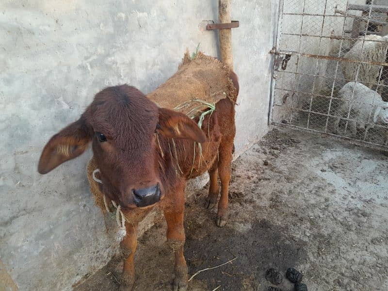 female with female baby one month gaban 4