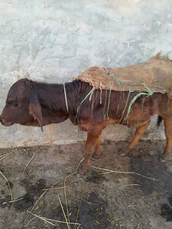 female with female baby one month gaban 5