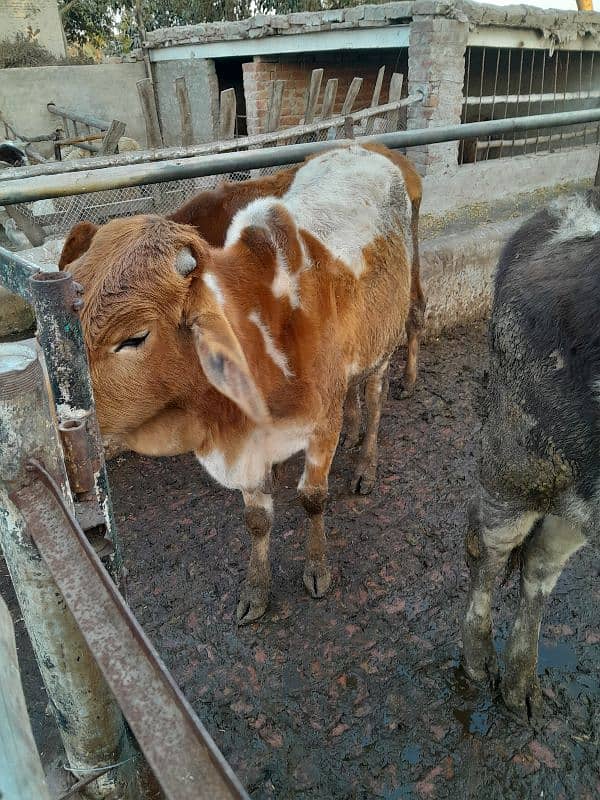 female with female baby one month gaban 7