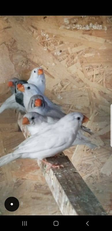 Mix Mutations finches. Breeders 1