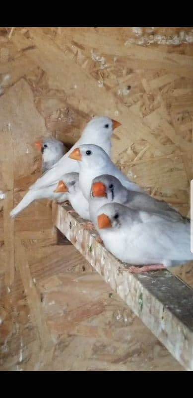 Mix Mutations finches. Breeders 4