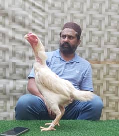 Japanese King Size Shamo Hen