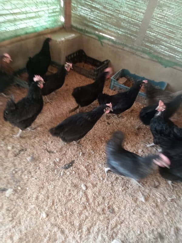 Hens for Sale 0