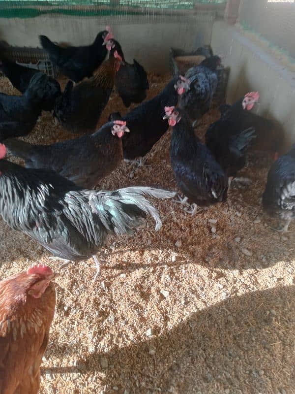 Hens for Sale 1