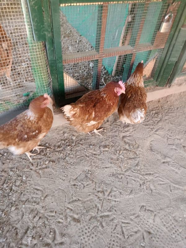 Hens for Sale 2