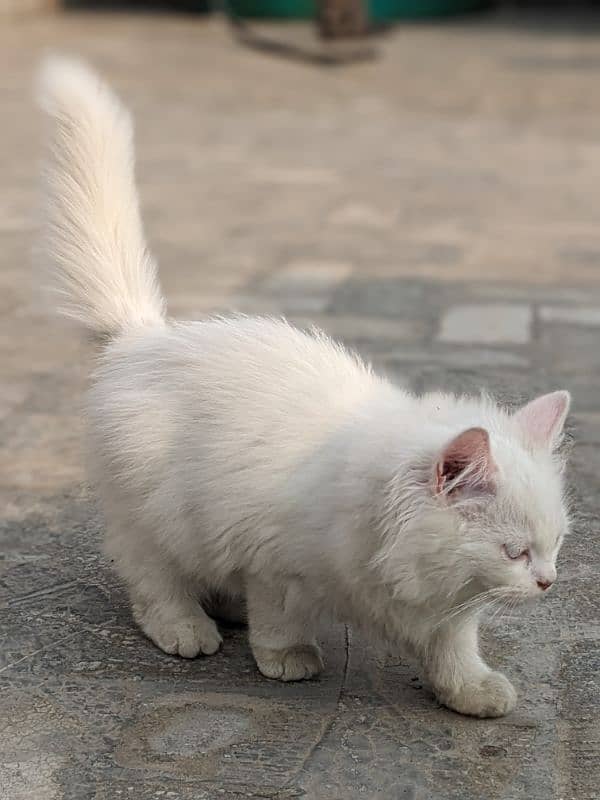 Persian kitten 9