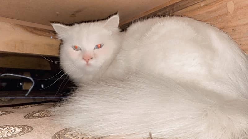 persian female cat for sale 0