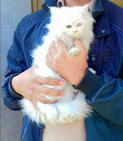 Persian Cat God very intelligent cats