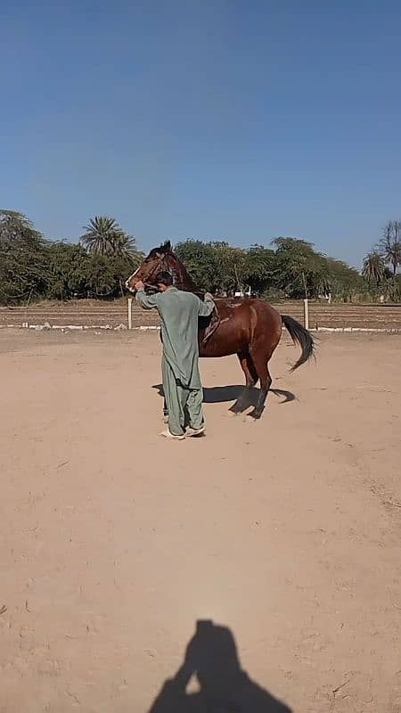 Dancer Female Horse 0