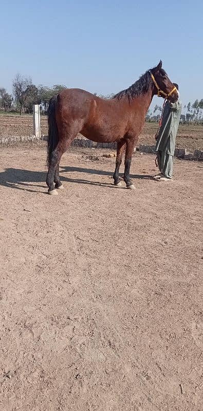 Dancer Female Horse 1