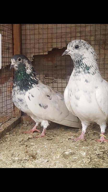 sialkoti batera pigeons 0