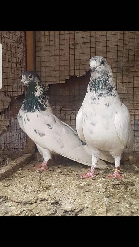 sialkoti batera pigeons 1