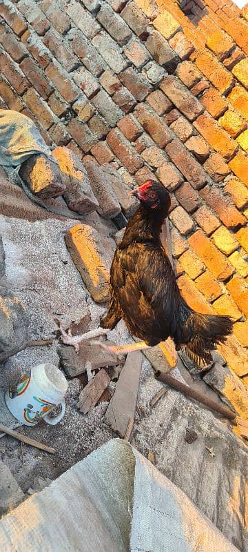 Sale of aseel Male & hen 2