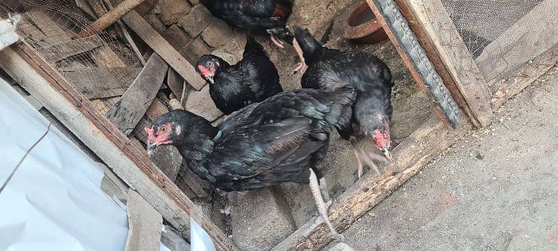 Sale of aseel Male & hen 4