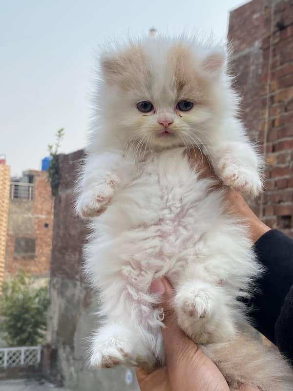 Persian kitten available now 1