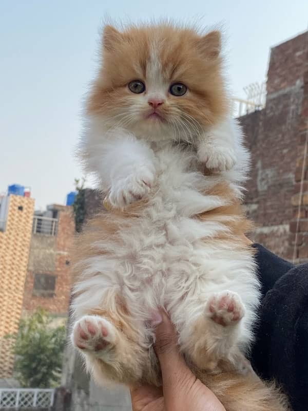 Persian kitten available now 3