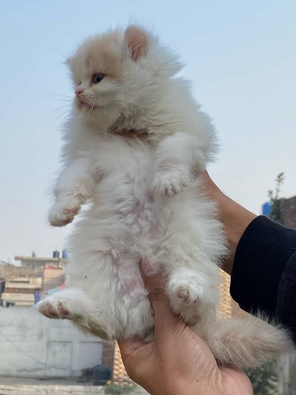 Persian kitten available now 4