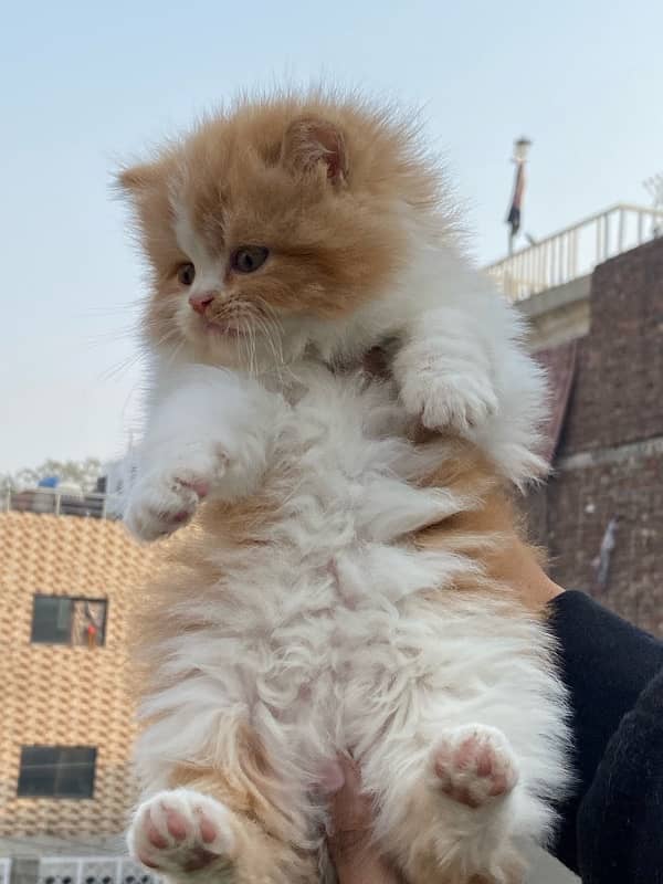 Persian kitten available now 5