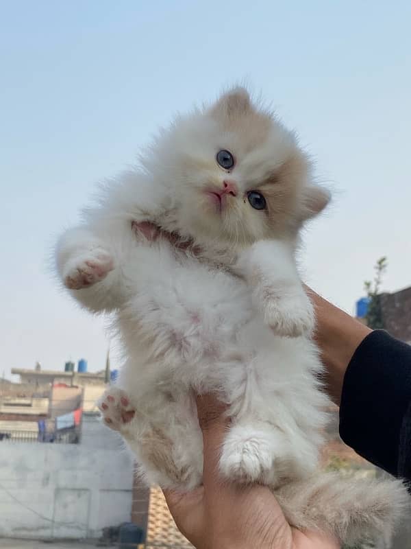 Persian kitten available now 7