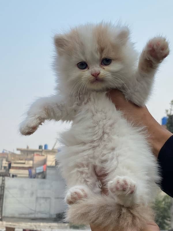 Persian kitten available now 9