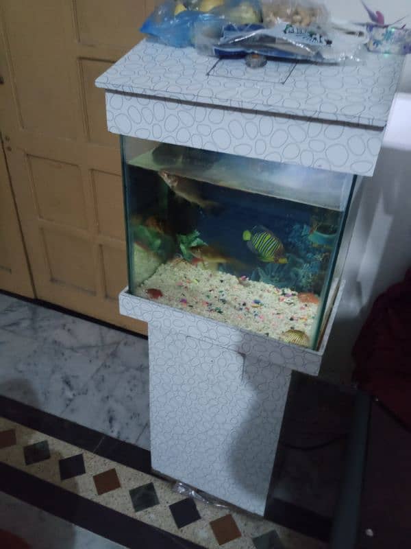 Aquarium with 3 large fishes 2