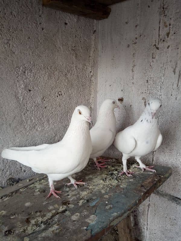 3 white patti kabuter sale. 1