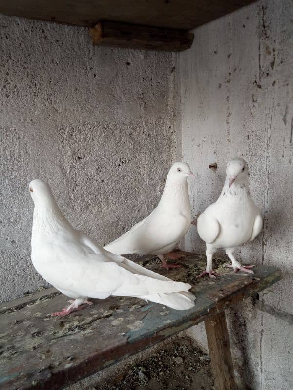 3 white patti kabuter sale. 2