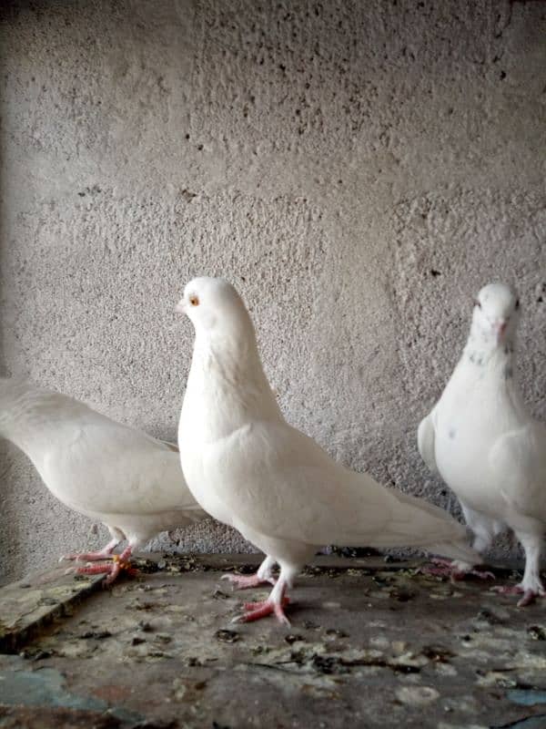 3 white patti kabuter sale. 3