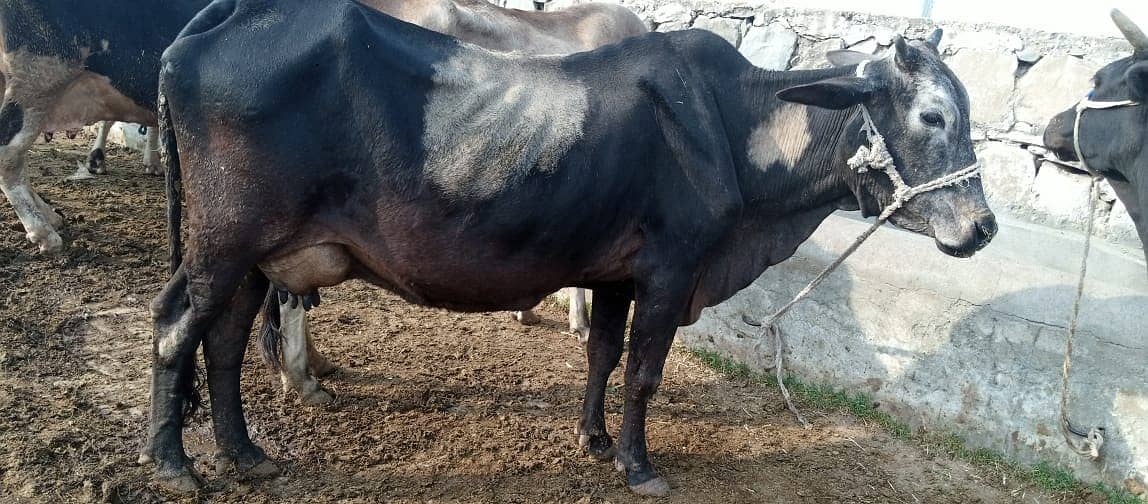 Desi cow | Cross cow | Mix Breeds cow | buffalo 2