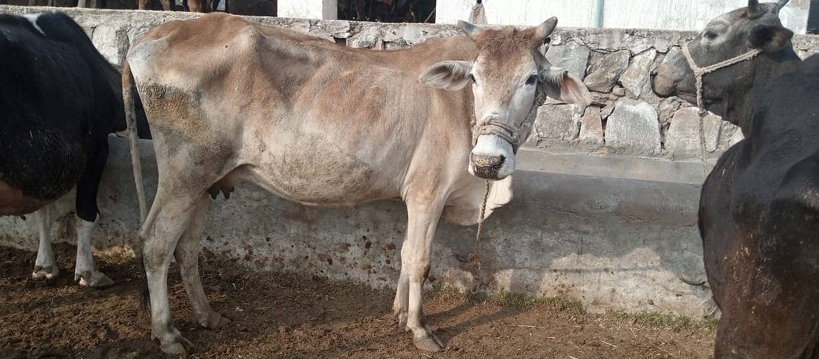 Desi cow | Cross cow | Mix Breeds cow | buffalo 3