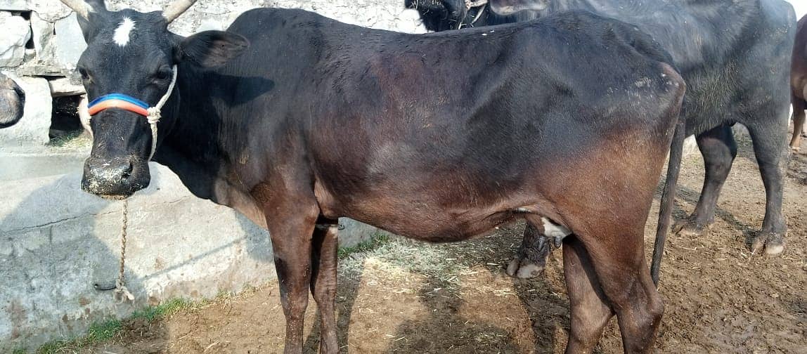 Desi cow | Cross cow | Mix Breeds cow | buffalo 4