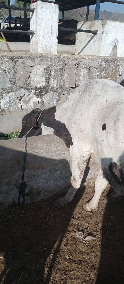 Desi cow | Cross cow | Mix Breeds cow | buffalo 5