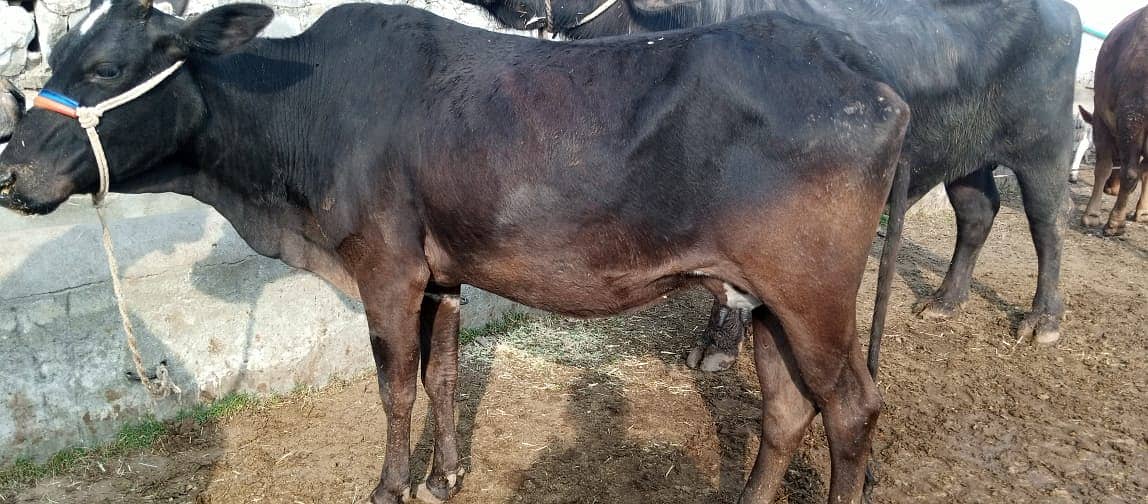 Desi cow | Cross cow | Mix Breeds cow | buffalo 6