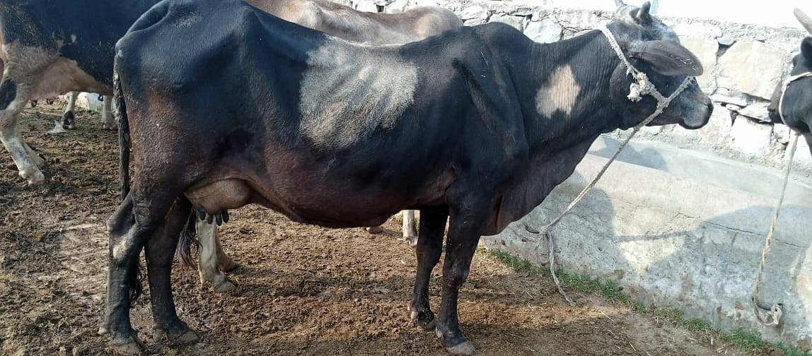 Desi cow | Cross cow | Mix Breeds cow | buffalo 8