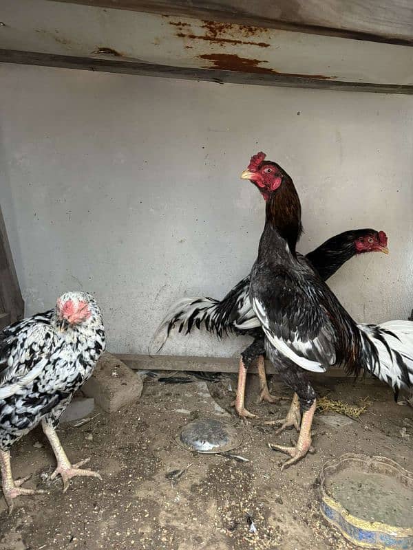 aseel murga murgi pair is available for sale 0